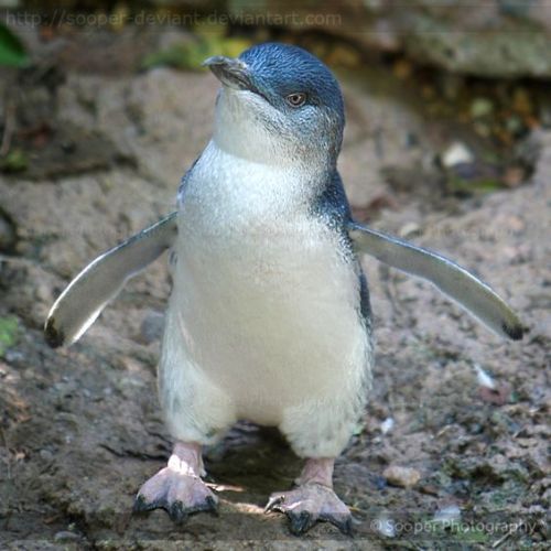 birdblogwhichisforbirds:penguins are GOOD