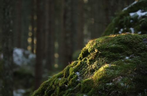 michaelnordeman:A quiet moment. Värmland, Sweden.