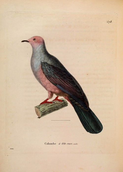 wapiti3:New collection of plates of colored birds: to serve on...