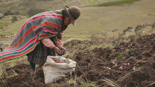 Peru's Lady Farmers: Gender Roles, Farming & Food Insecurity | Peruvian ...