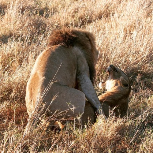 fabforgottennobility:NO PRIVACY, SORRY #instanature #instaafrica...