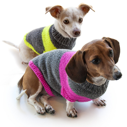 Dog Sweater Patterns Knitcrate