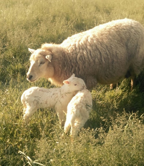 laurelhach: â Good morning Bridget and new ewe lambs â