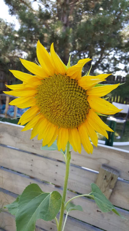 This year’s sunflowers