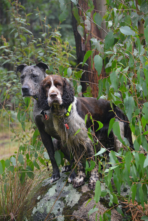 dogs-on-logs::/ and :C