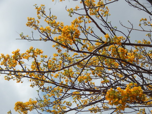 p-que-da-cuerda:Esto es por lo que amamos el bosque tropical...