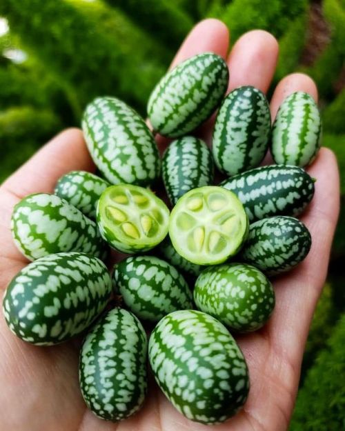 nevver:Baby Alien pods