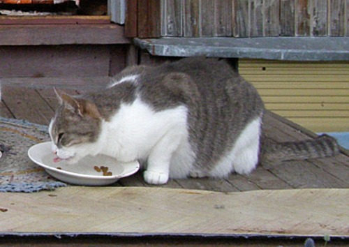 picolaine-chats