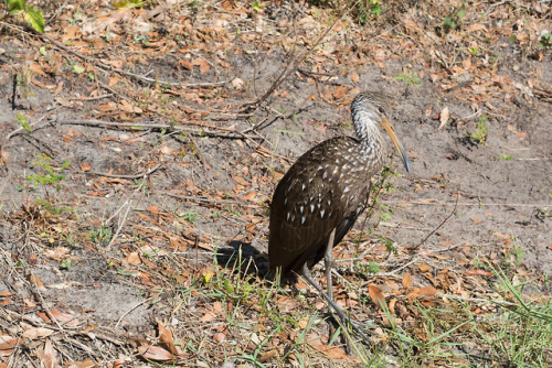 Limpkin at Largo Central Nature Preserve.