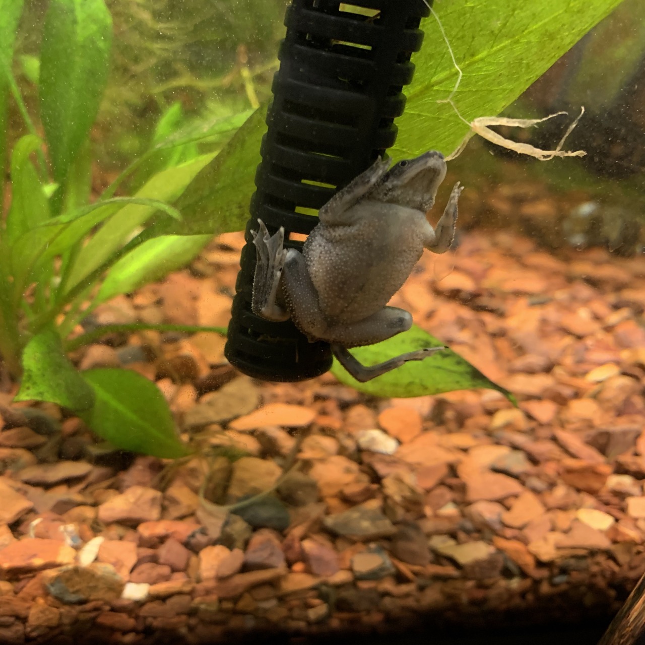froq aquarium froq aquarium
