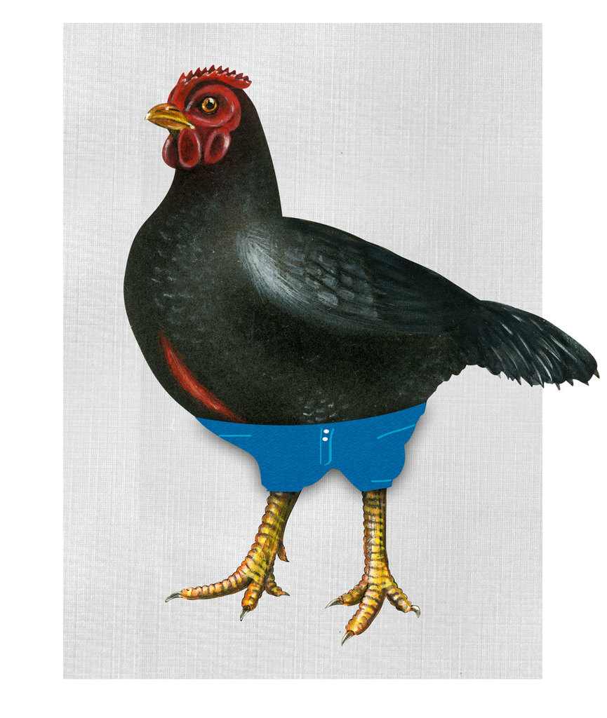 why do chickens not wear pantsTikTok Search