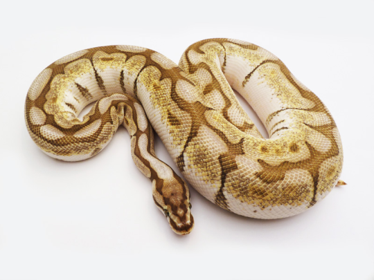 The Spider Ball Python and the Wobble - Monochrome Menagerie