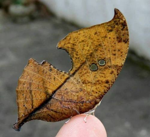 marshimoo:
“ sixpenceee:
“The extraordinary camouflage of Lepidoptera Zaretis Itys
”
That’s insane
”