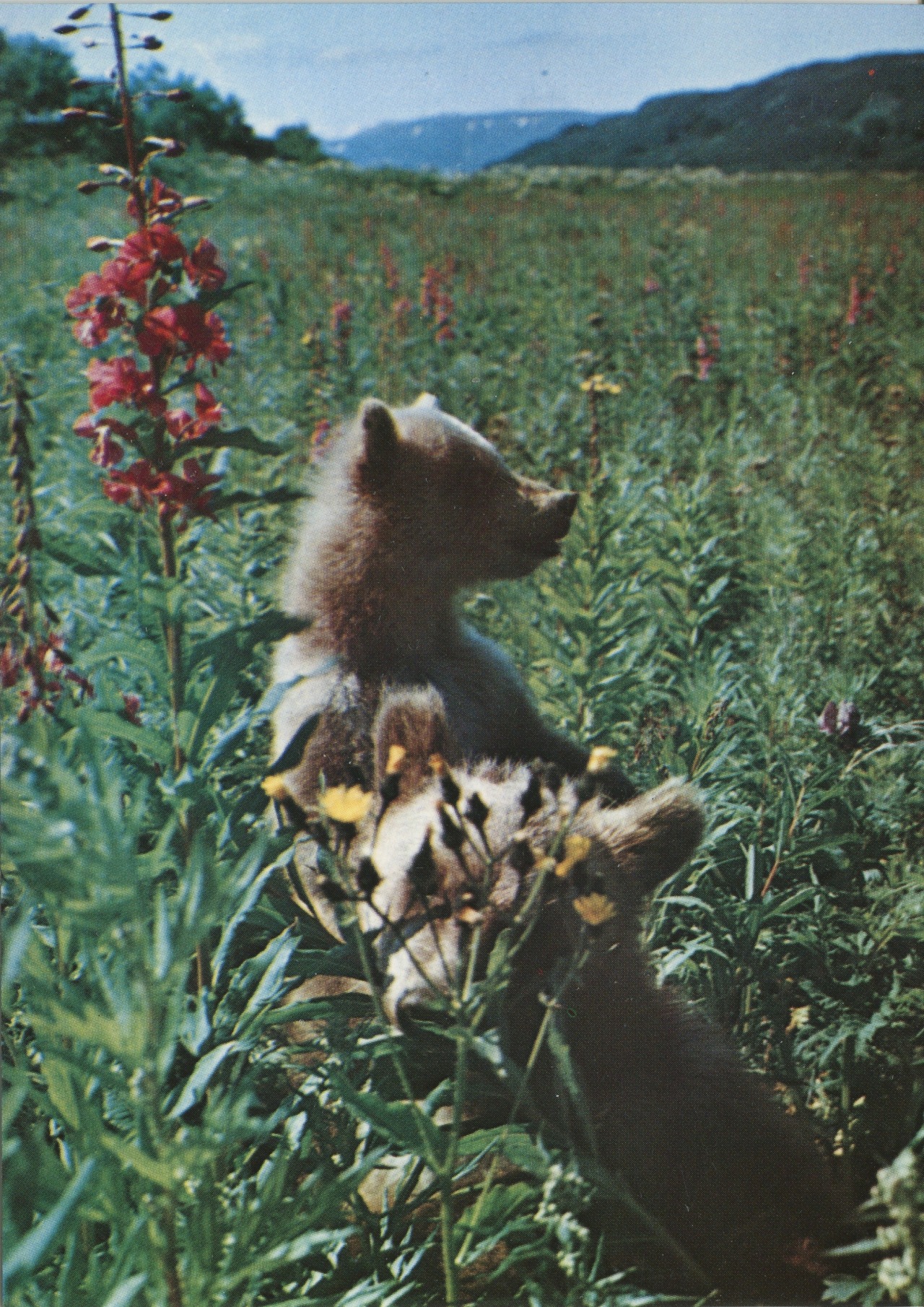 Primorye (Russian Far East). Bear cubs.