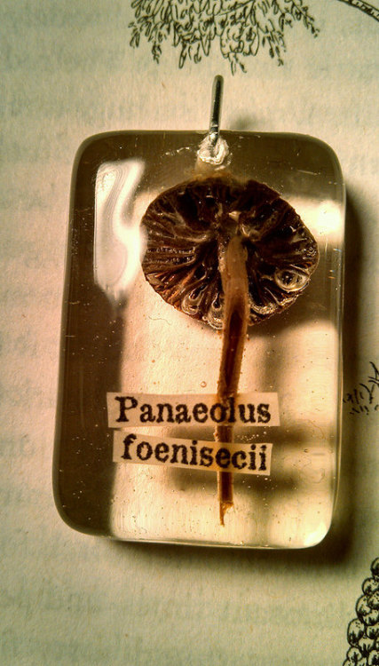 resin jewelry resin pendant mushroom pendant mushroom mycology Panaeolus foenisecii forest mushroom forest nature Etsy shop Etsy artist Etsy personal own botany botanical jewelry moss flowers