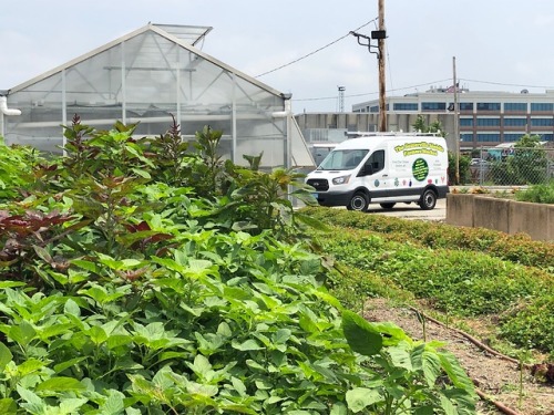 Somerville Urban Ag