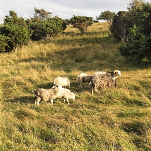 wchmurachh:danish sheep, 2017