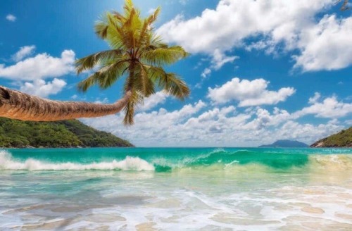 seychelles island beach clouds ocean fog trees palm trees sea nature travel earth earthpix tumblr gif art food vacation wanderlust love