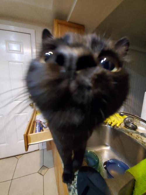 neko-manta