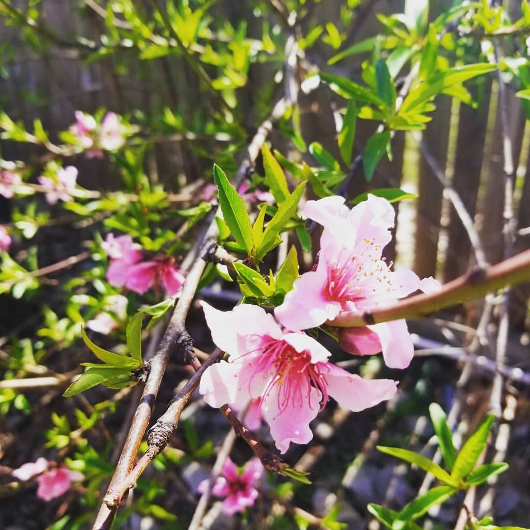 Caring with Food Found a Texas peach tree growing in my