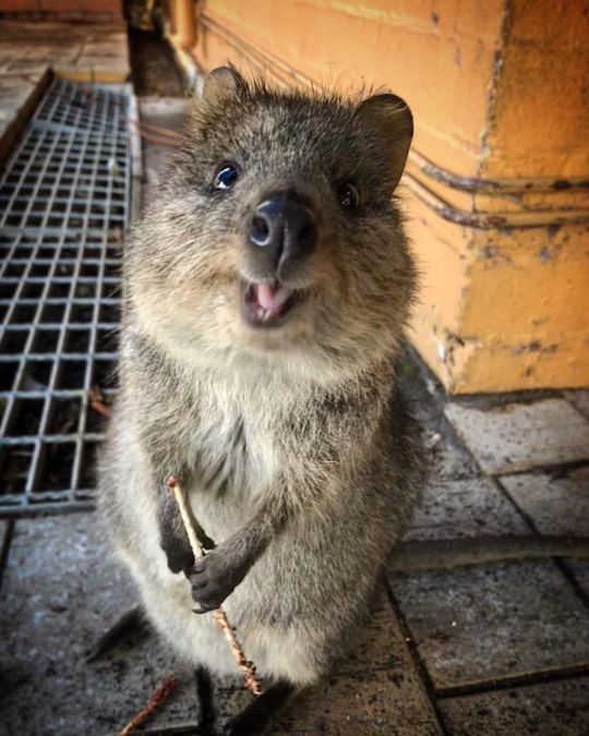 Quokka On Tumblr