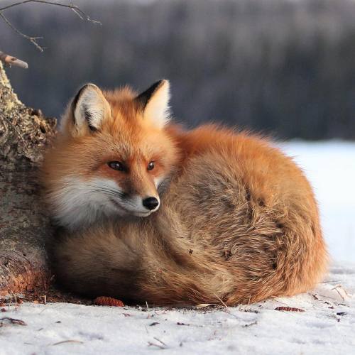 everythingfox:“Just Chillin’“ byDuane Larson