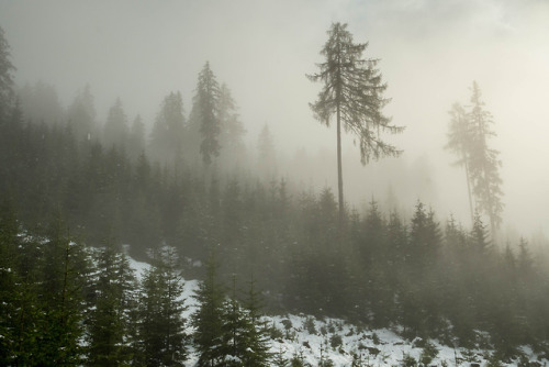 staudnhuckn:Retention trees(Larix decidua) in the...