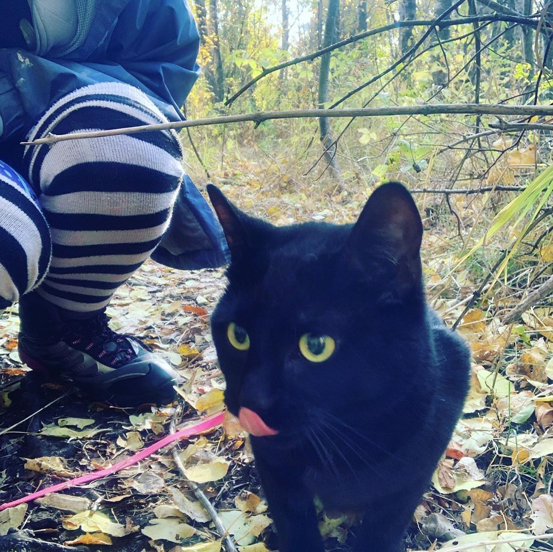 <p>Some nice autumn colours on our Sunday Afternoon walk!</p>
<p>#autumncolours #leavesarefalling #fallishere #blackcats #loveblackcats #loveblackcats🐾 #catsonwalks #catsonleashes #catsonwalksohmy #catsonwalksonleashes #catsonwalksoutside #catsonwalkies #catsinharnesses<br/>
<a href="https://www.instagram.com/p/B3Usl35Azoy/?igshid=bkezrdf5nkmk">https://www.instagram.com/p/B3Usl35Azoy/?igshid=bkezrdf5nkmk</a></p>