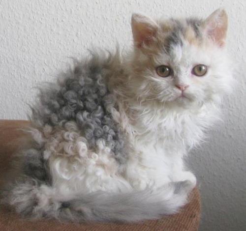 cutekittensarefun:This is what happens when you go to bed with...