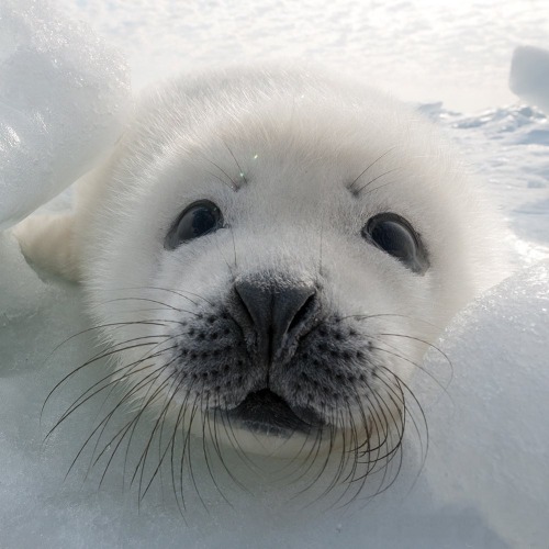 wildlife-nature-photo