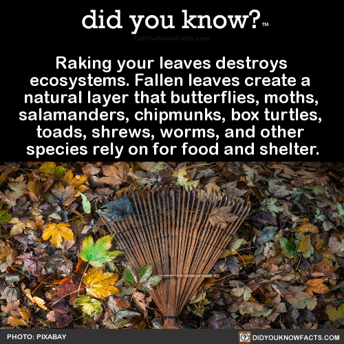 raking-your-leaves-destroys-ecosystems-fallen
