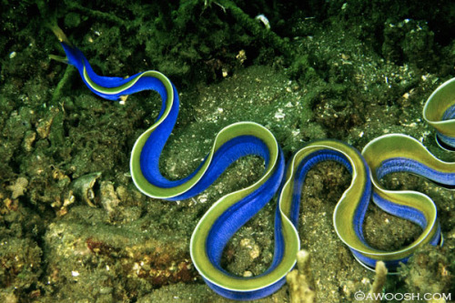 end0skeletal:The ribbon eel or Bernis eel, is a species of...