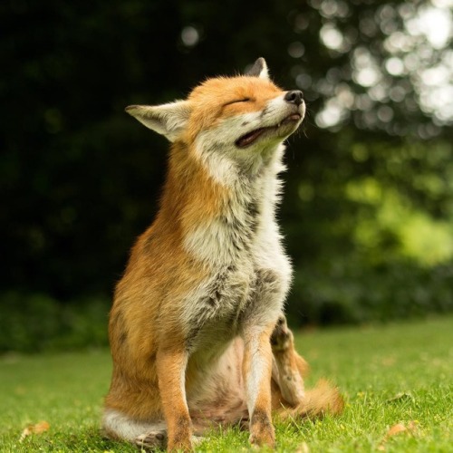 missourien:everythingfox:“You can’t beat a good scratch.“