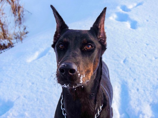 Cane Corso In Snow Tumblr