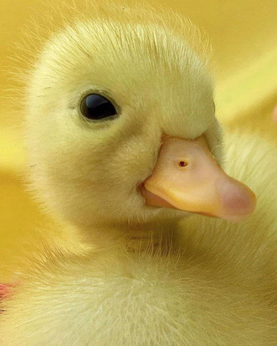 A little something to make you smile 💛🐥 via ➡️ @thesassyducks instagram