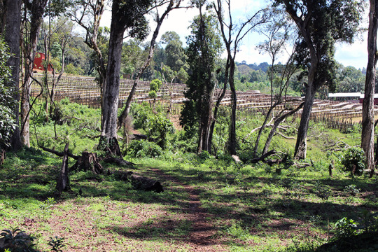 Specialty coffee raised beds at Hambela Farm in Ethiopia