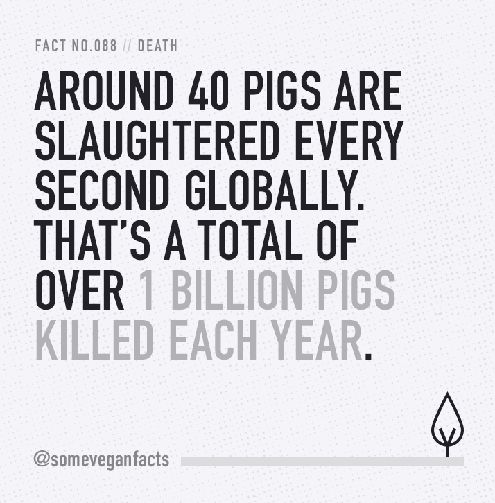 Fact 088. Around 40 pigs are slaughtered every second globally. Thatâs a total of over 1 billion pigs killed each year.
Sources // http://www.ciwf.org.uk/media/5235118/The-life-of-Pigs.pdf
http://www.animalethics.org.uk/i-ch7-3-pigs.html
Figures...