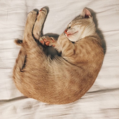 sleeping kitty on Tumblr