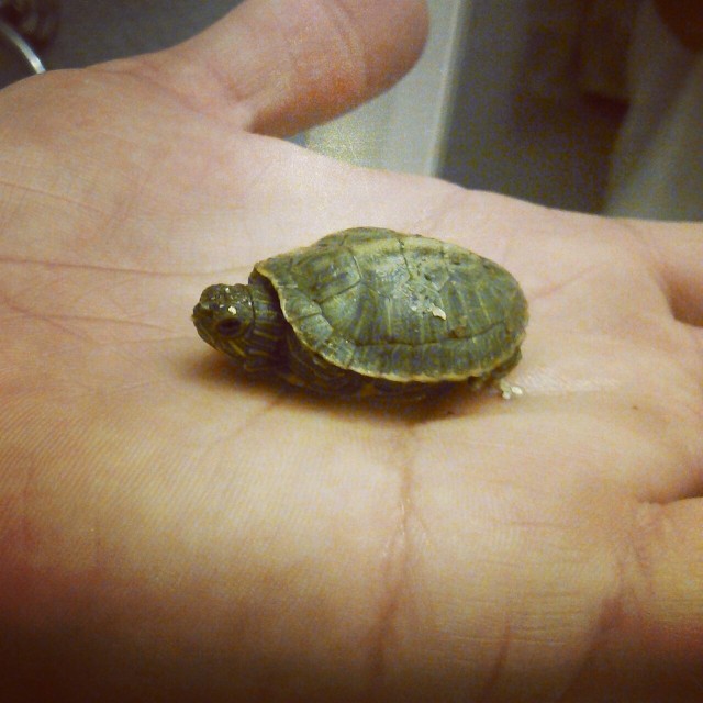 Mel And Then Some — The baby red eared sliders are hatching!