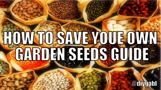 HOW TO SAVE YOUR OWN GARDEN SEEDS GUIDE – Laboratory of Weirdness