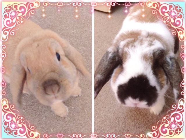 This is a public service announcement from Pumpkin & Pudding to our UK friends 🇬🇧 🗳 GO OUT AND VOTE TODAY!!!!!! 🗳 You don’t even...