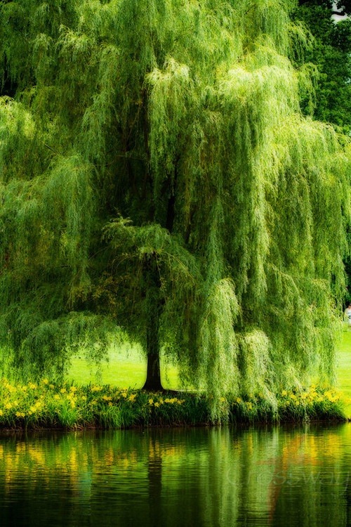 weeping willow on Tumblr