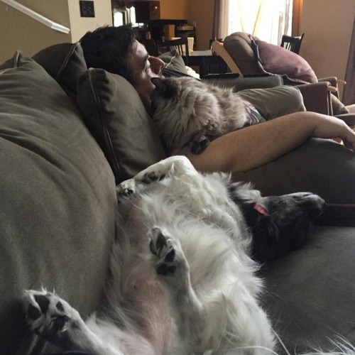 <p>Do you think they’re all comfy? #lazysunday #snowday #petslife #pets #catsofinstagram #dogsofinstagram</p>