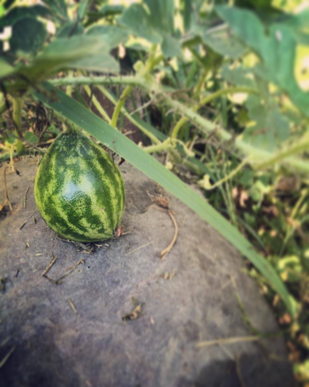 queen-of-spleen-tiny-watermelons-growing-in-our-garden