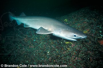 Shark Fact of the Day — The bluntnose sixgill has a broad, flat head,...