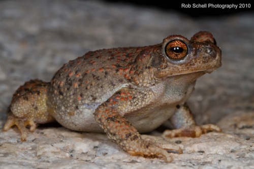 toadschooled:An incredibly nice red-spotted toad [Anaxyrus...