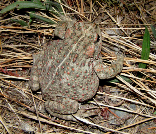 toadschooled:A chubby little boreal toad [also known as the...