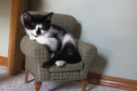 babyanimalgifs:“Thanks for the little chair, Human”More cat...