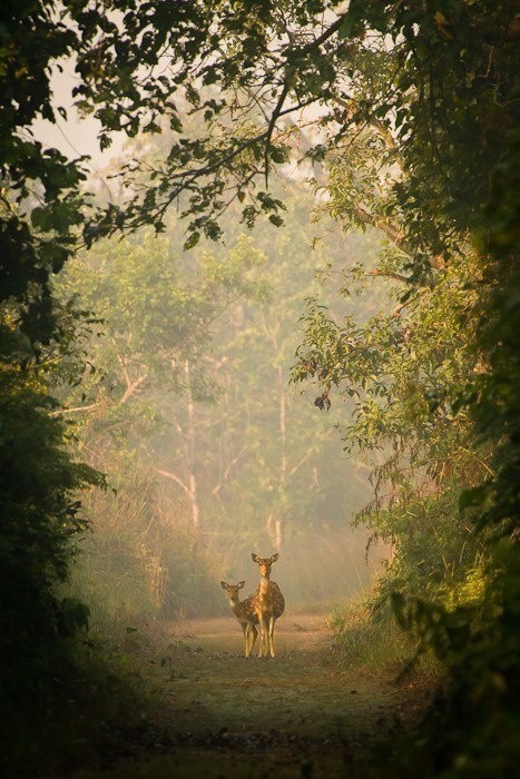 quotes woods forest dense intimidation spooky nature vision secret enclosed writing eyes wildlife presence follow