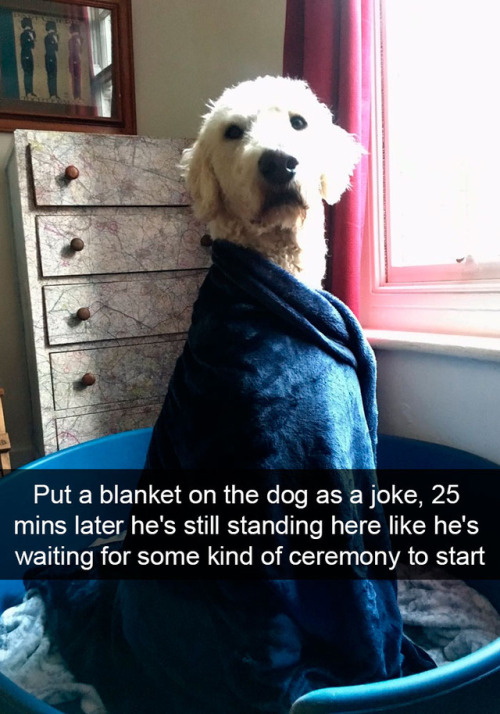 babyanimalgifs:Dog snapsvia boredpanda @animalsnaps​